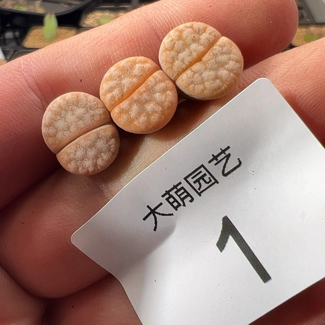 00001 一物一拍……