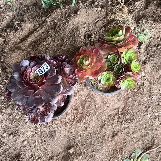 多肉植物奶白锦套餐673号有砍过不包断枝