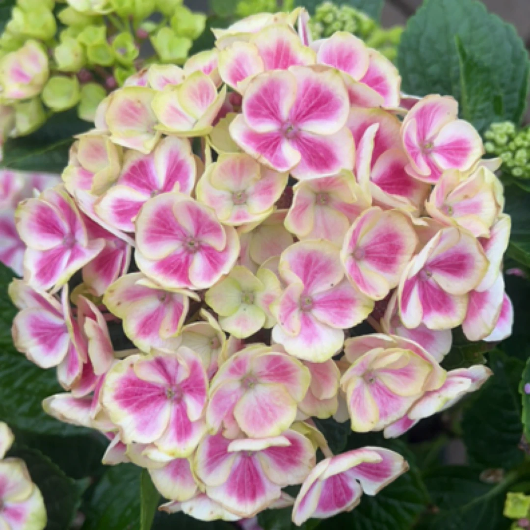 【小奇幻圆舞曲】秀球精品盆栽