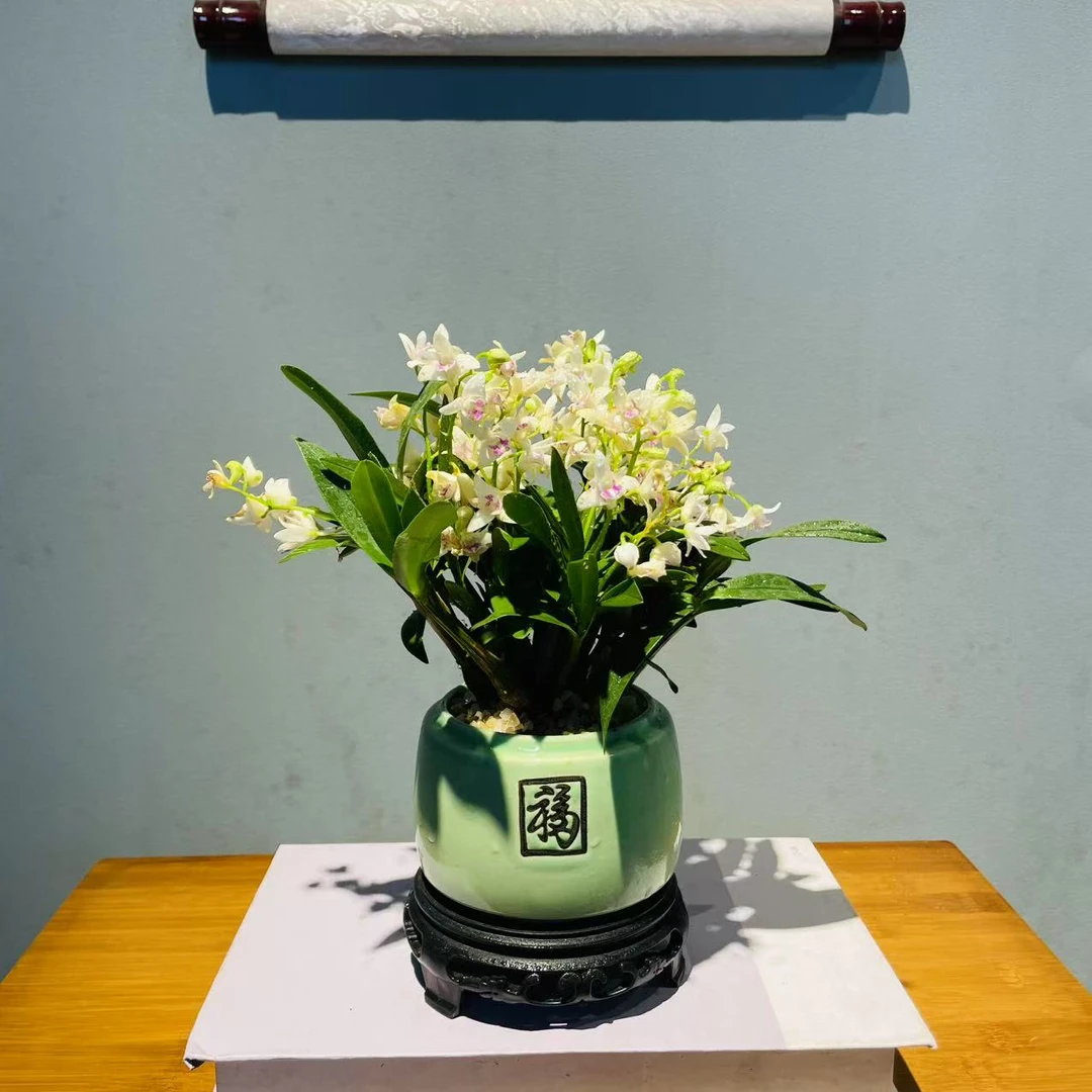 ZF【带花苞发货】小福韵青石斛兰+镂空座