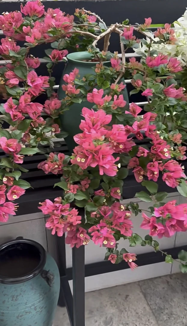 【米罗】三角梅勤花品种一物一拍