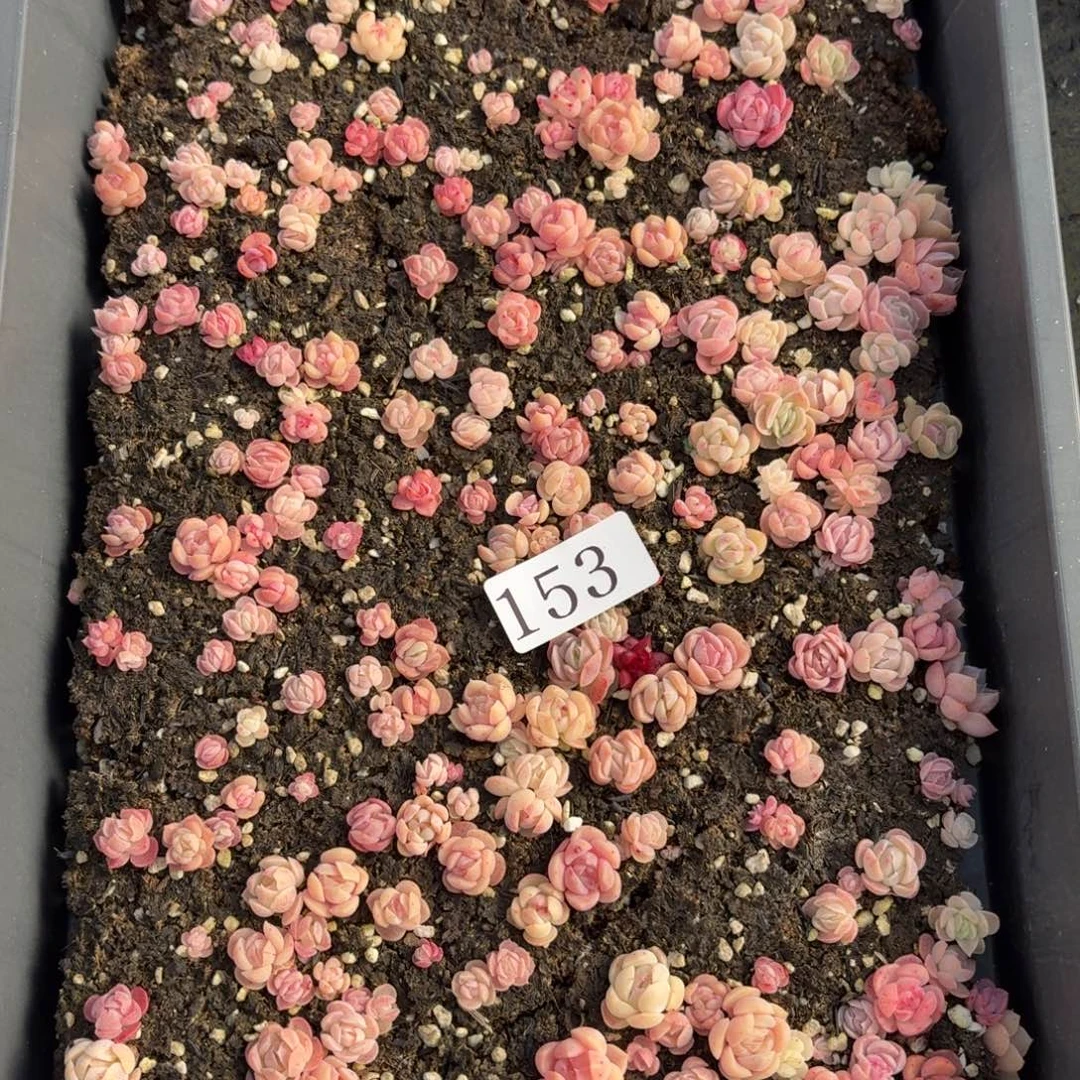 多肉植物多肉植物153