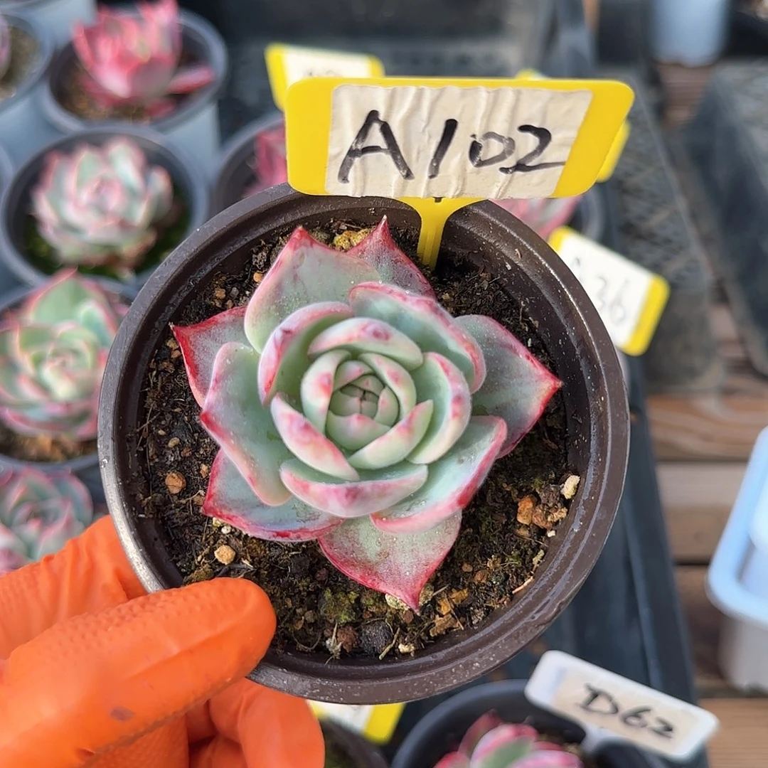 妄*A102惊鸿单头多肉