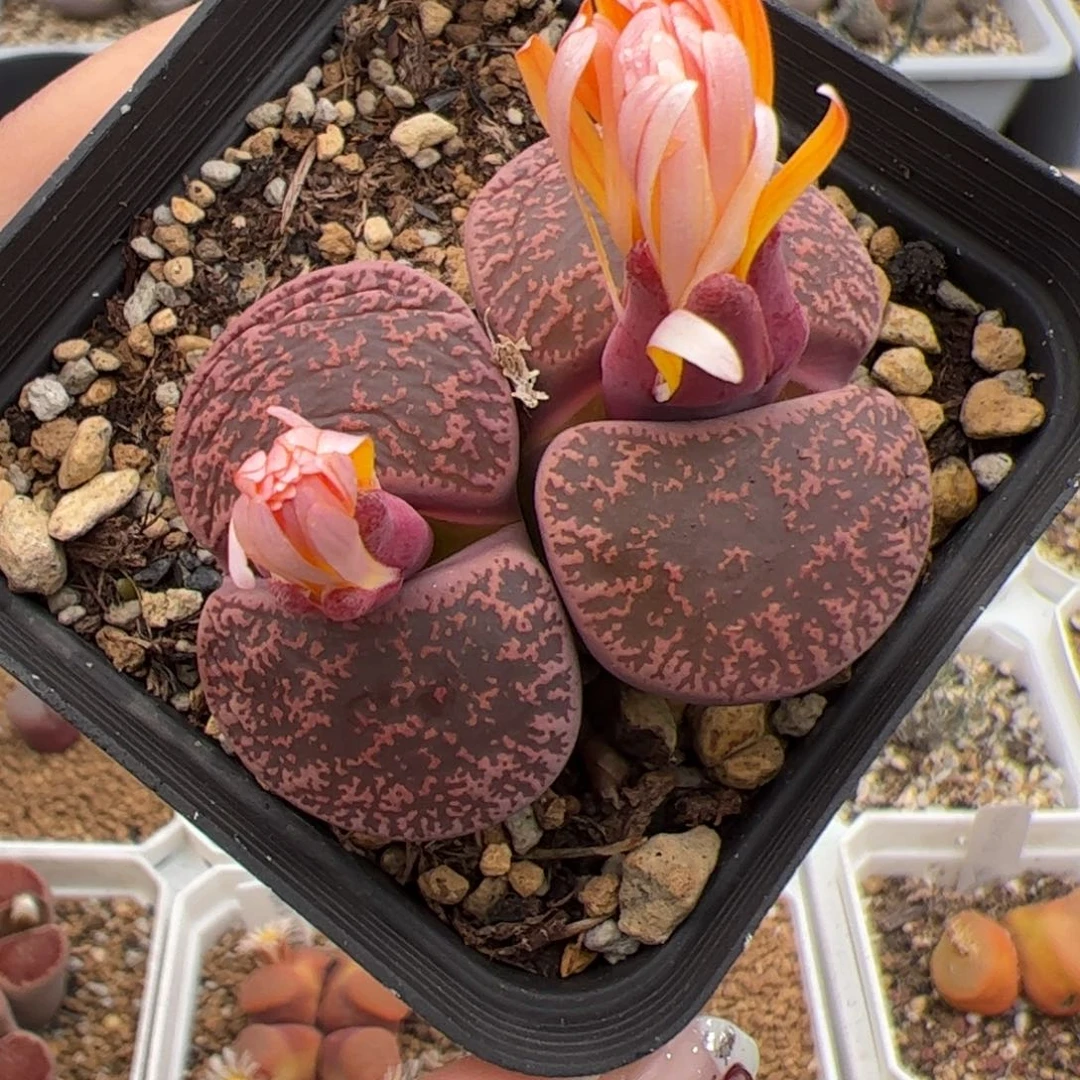 0313号酒红紫薰 多肉植物