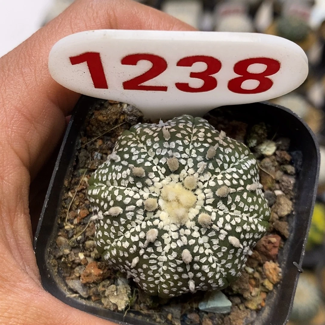 1238奇迹福利了特价来了啊