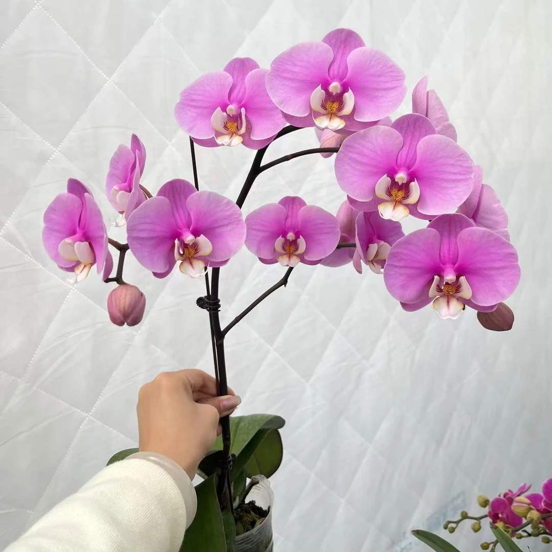 蝴蝶兰《安娜》花期长新手推荐 好养耐养带花 广西基地直发