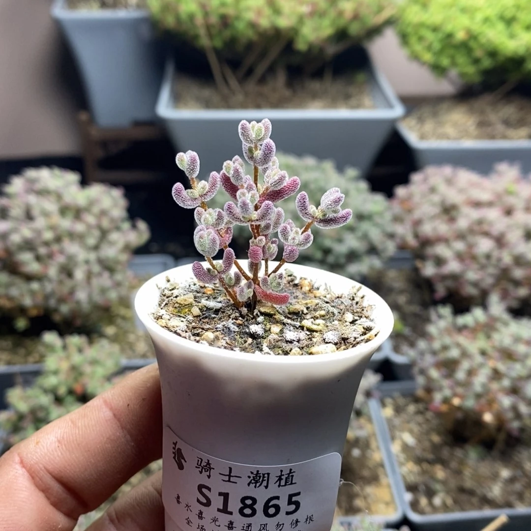 1865实生精控优选冰晶