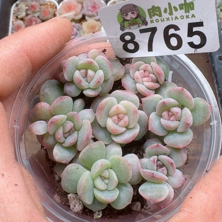 多肉植物多肉植物