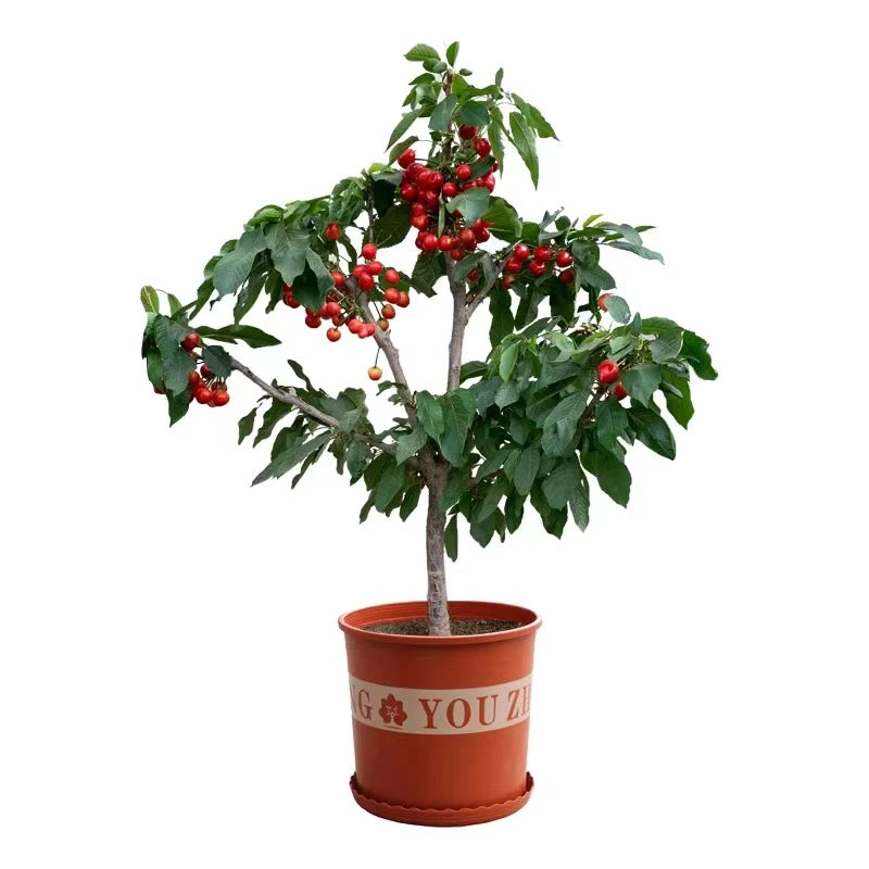 车厘子树苗矮化大樱桃苗南北方种植嫁接盆栽地栽果树果苗庭院阳台