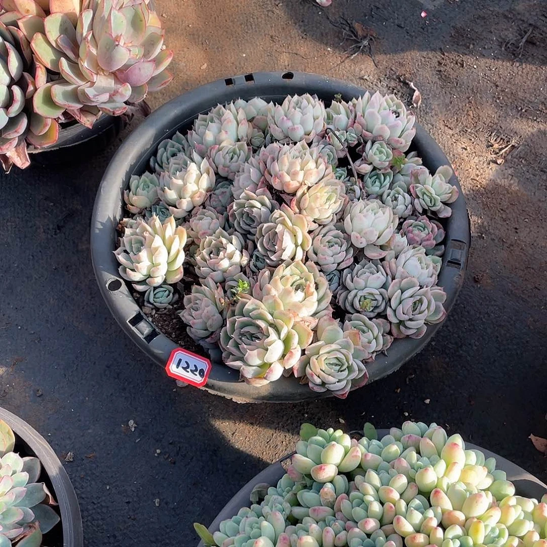 1220草莓冰 一物一拍多肉