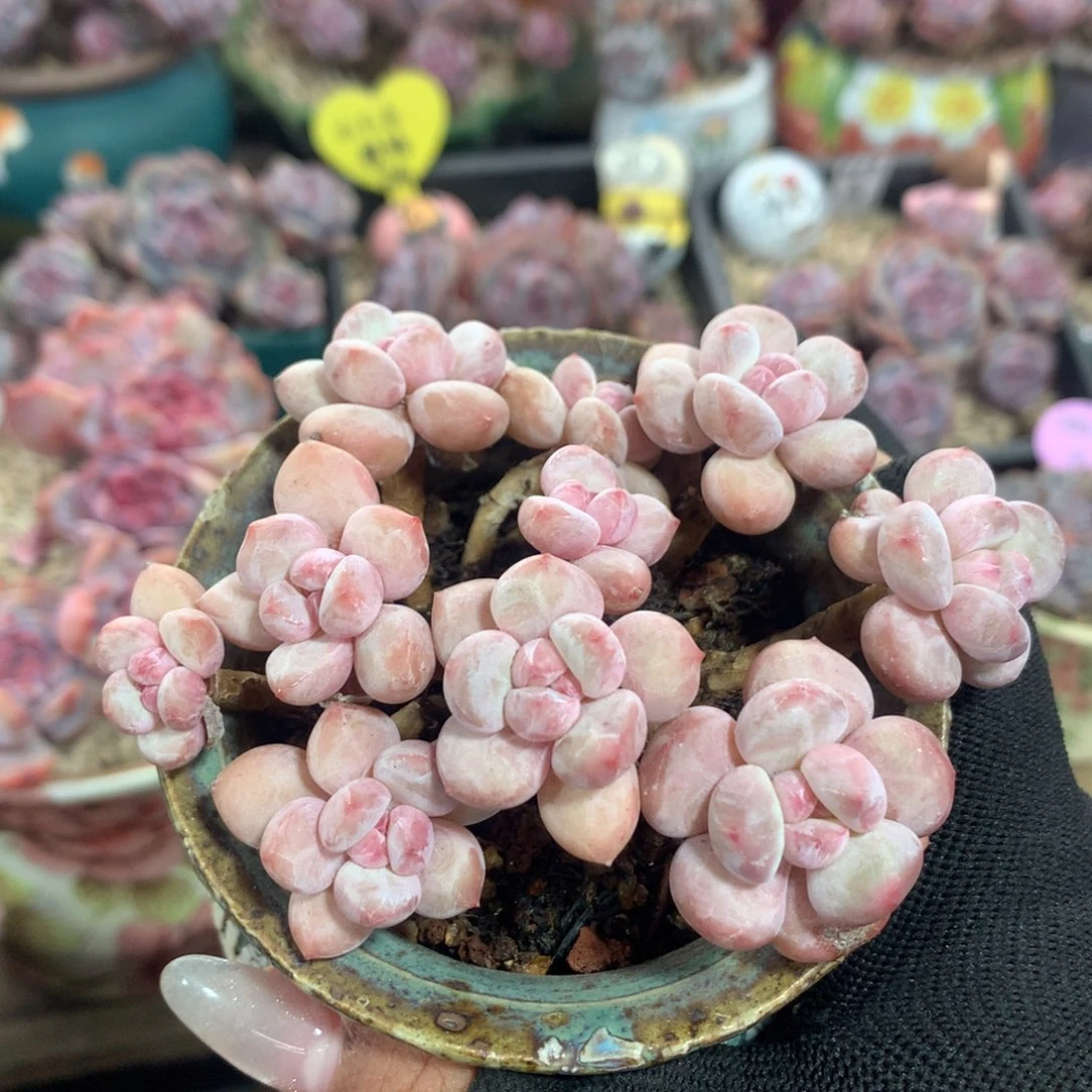 香水哈哈哈哈哈4哈哈哈