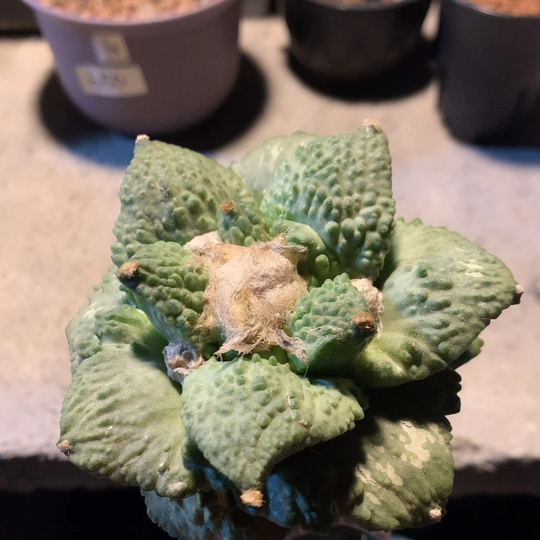 特价  苗接怒涛824