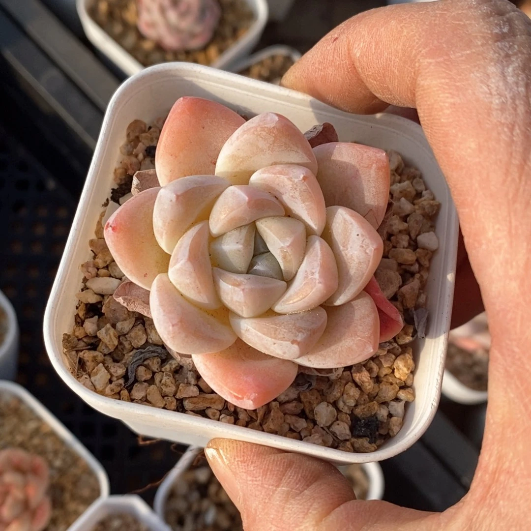 精品多肉一物一拍不包整54