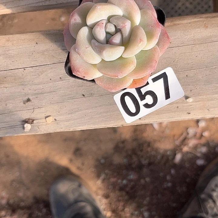 L*姐多肉植物一物一拍