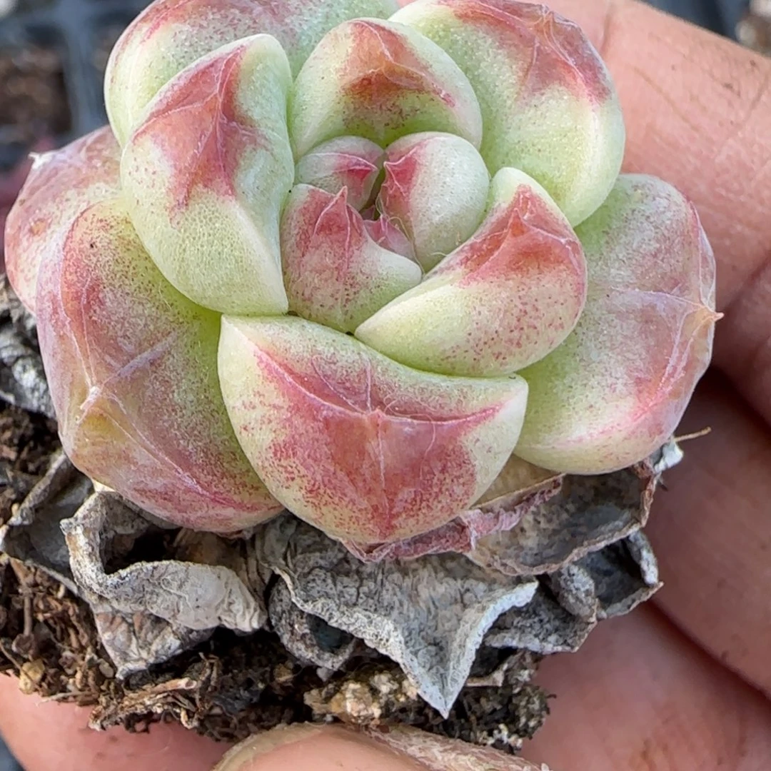 多肉小卡拉米糖心一物一拍