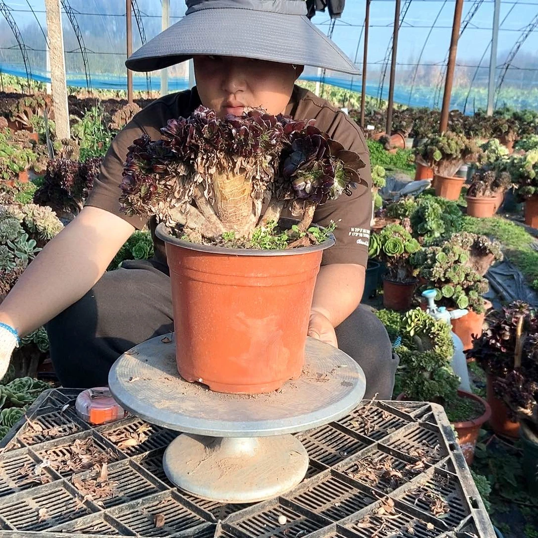 完全开放华纳法师缀化