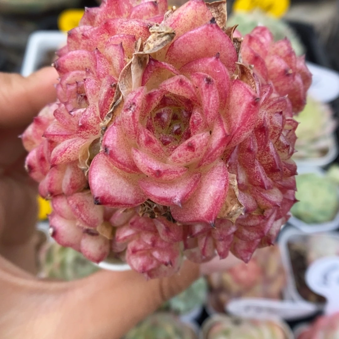 血斑麦秆群生11号