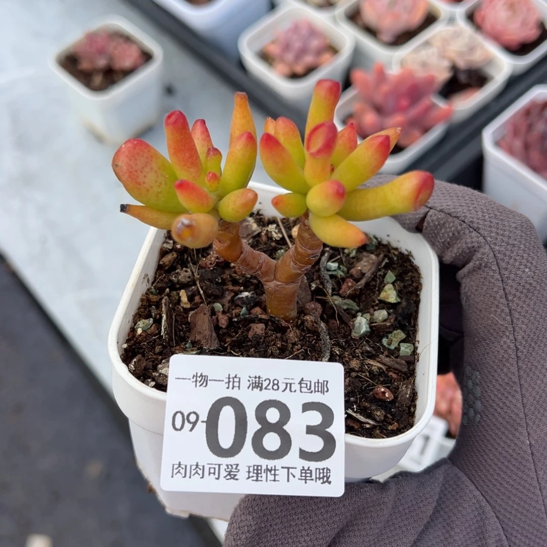 吸财树多肉多肉多肉