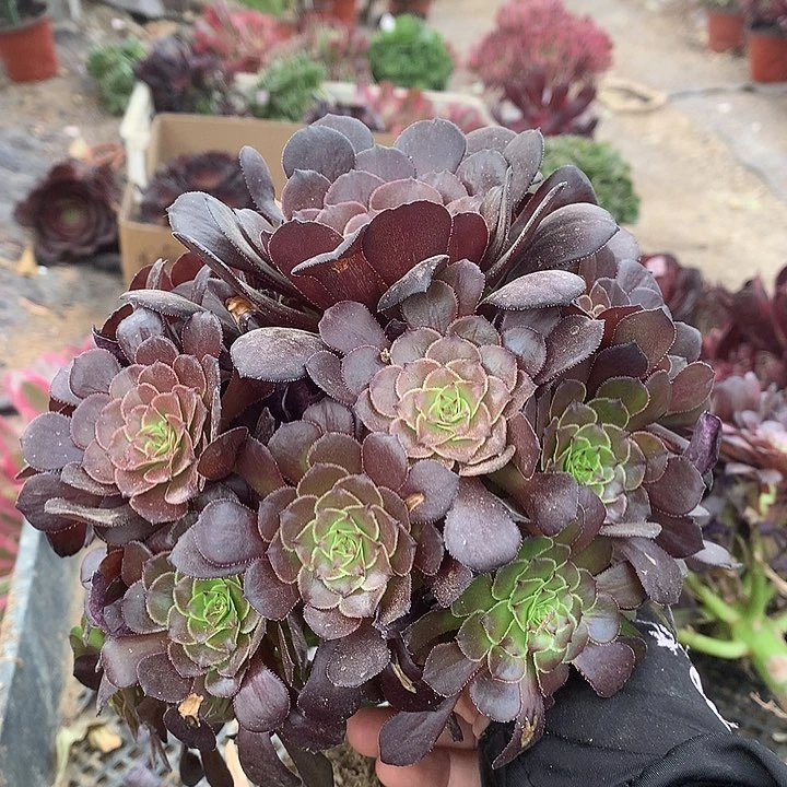 706红铜壶多肉植物