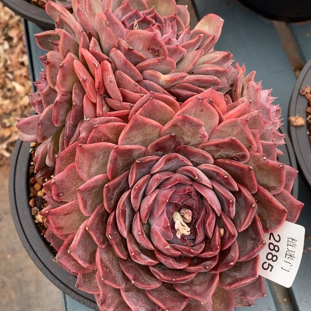 彭*虎杂交精品多肉2885