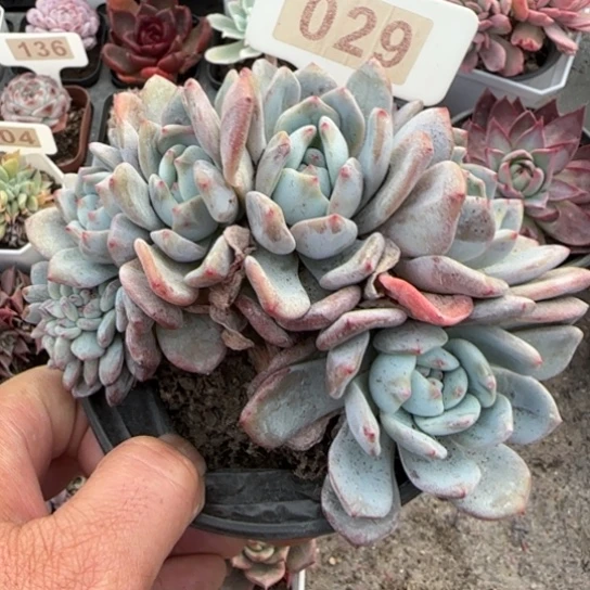 29橙梦露缀多肉植物多