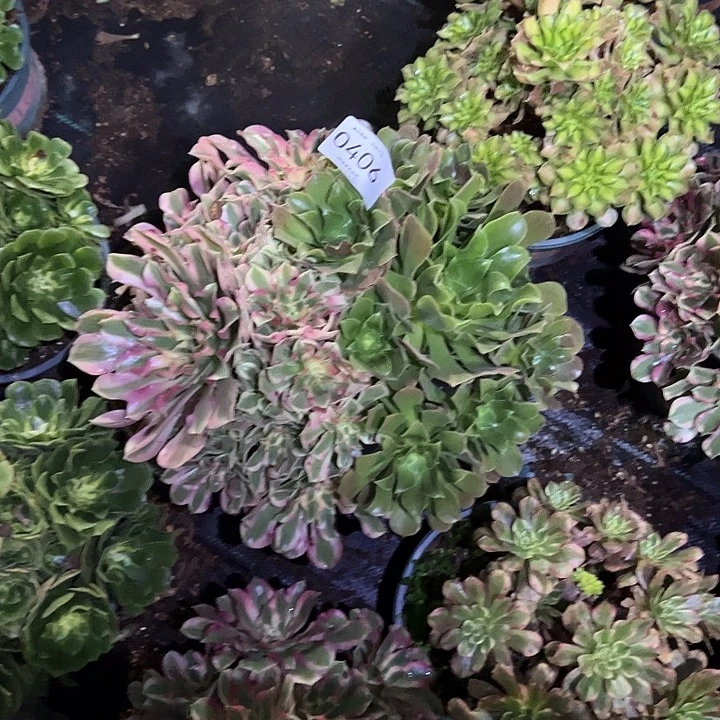 0406叶罗刹多肉植物