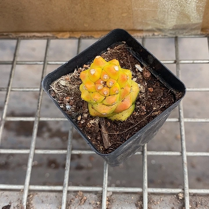 开播前的一个晚上我就