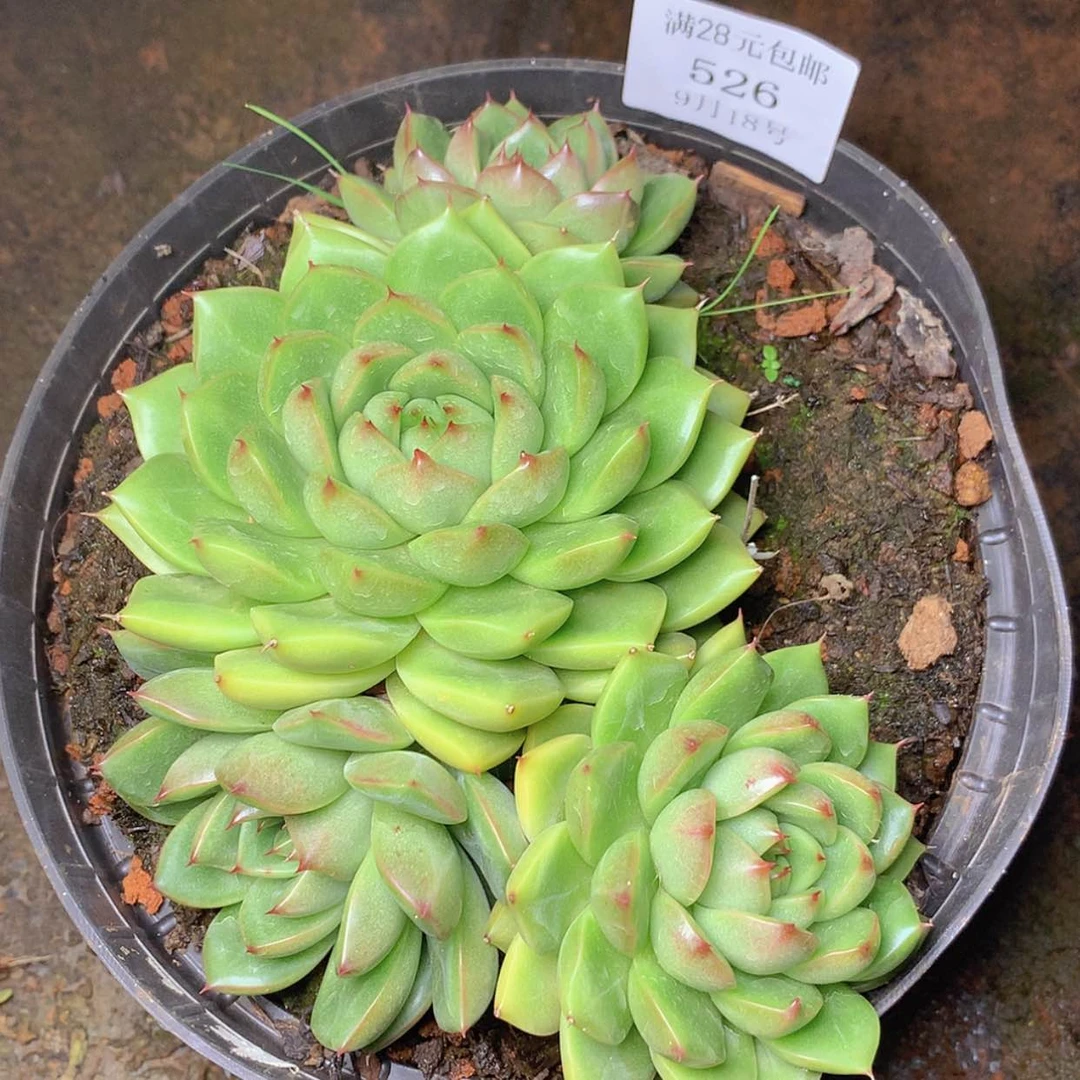 【闪购商品】云526号线