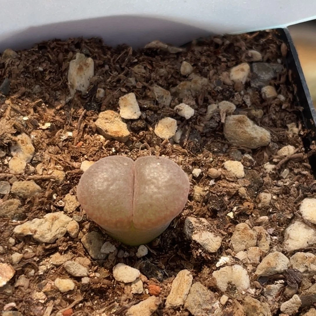6-61白花c10多肉植物