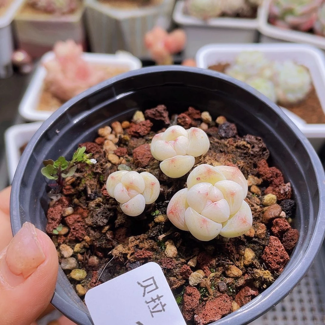 167 精品多肉一物一拍