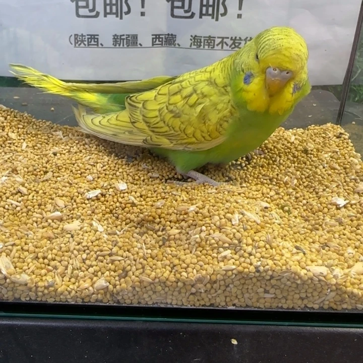 虎皮鹦鹉大头虎皮鹦鹉