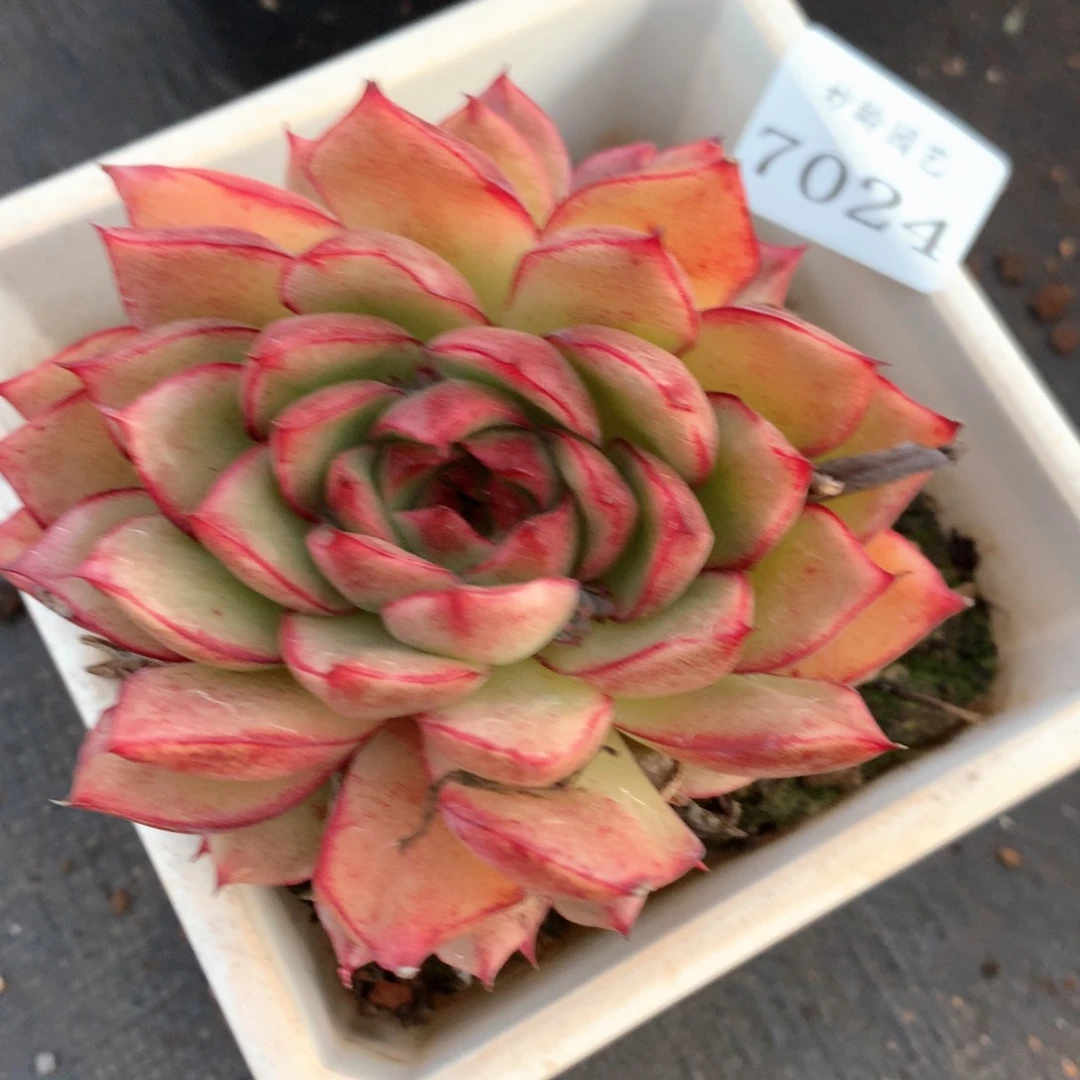 7024杂交多肉植物基地