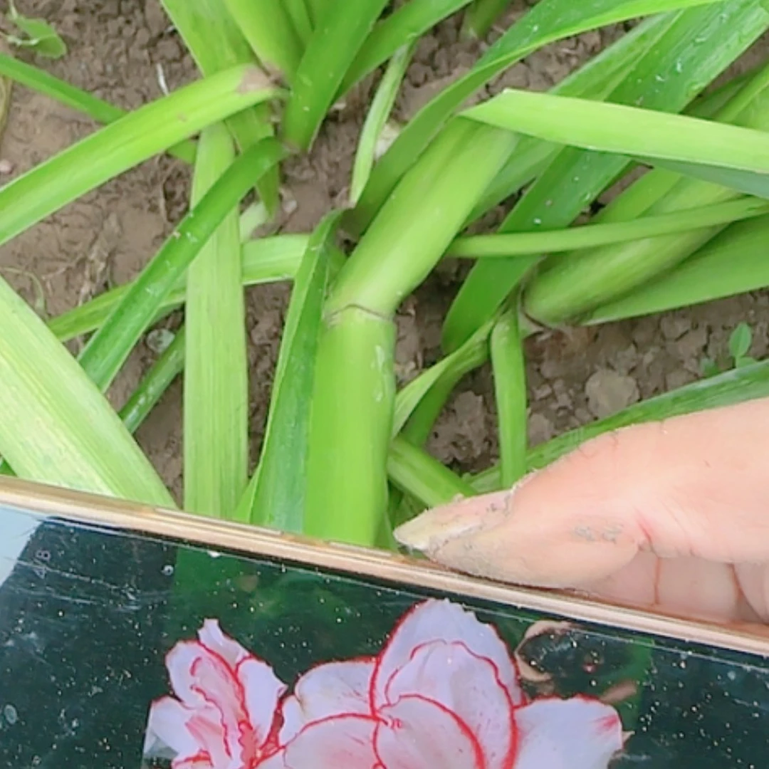 【闪购商品】无花朵花瓣衬群坨坨