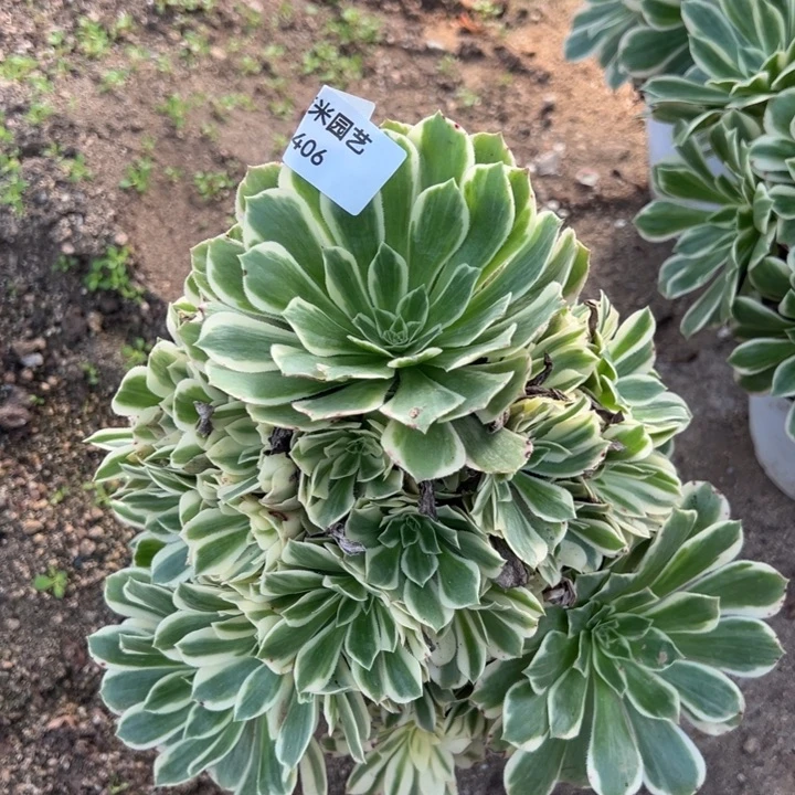 艳凝大手捧多肉植物406