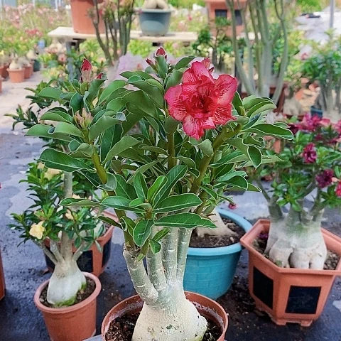 【闪购商品】无花朵用****7绿植