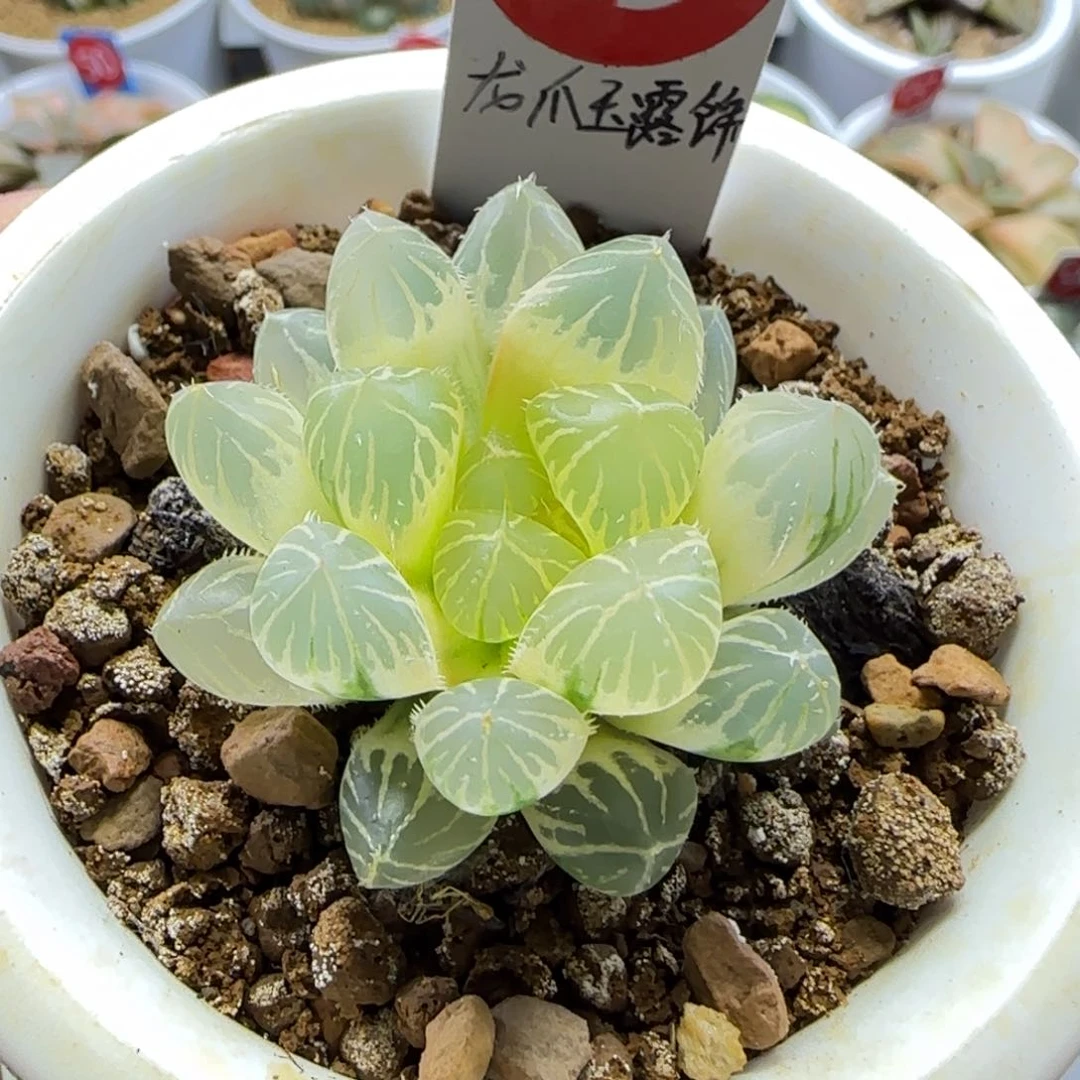 29号龙爪玉露锦一物一拍带盆土
