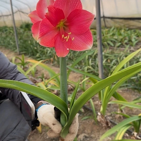 2022年杂交开花 割花剑发货