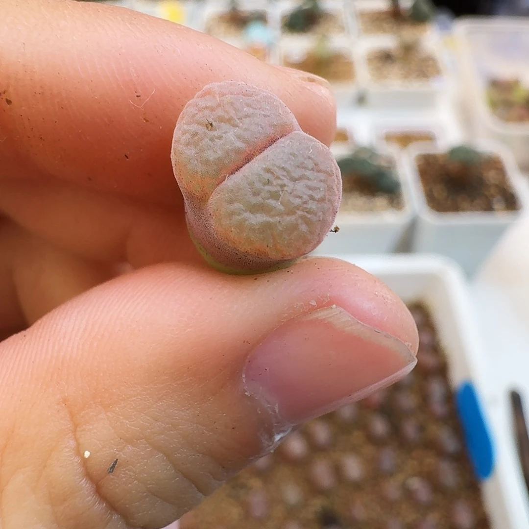 要***呀多肉植物福利白花大紫红527