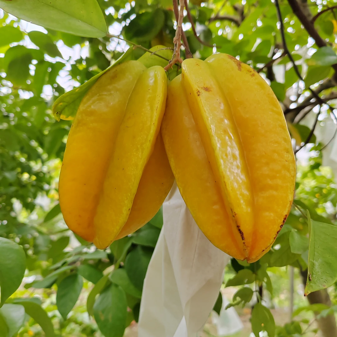 增城正宗马来西亚红杨桃树上熟清甜无渣多汁【广东省内顺丰包邮】