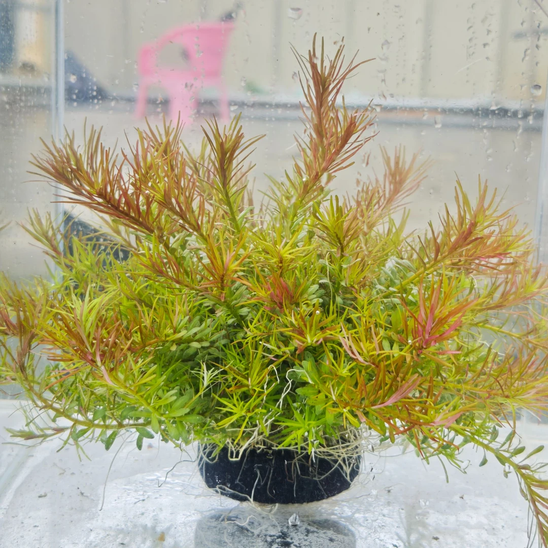 【十字牛顿】净水王水草新手养鱼中后景水草鱼缸增氧水下叶坨草带肥