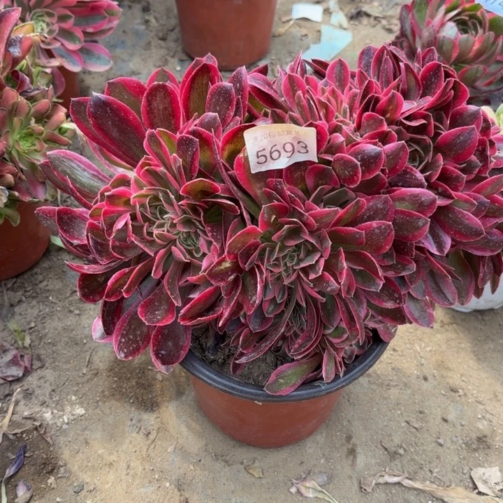 粉女巫坠多肉法师5693