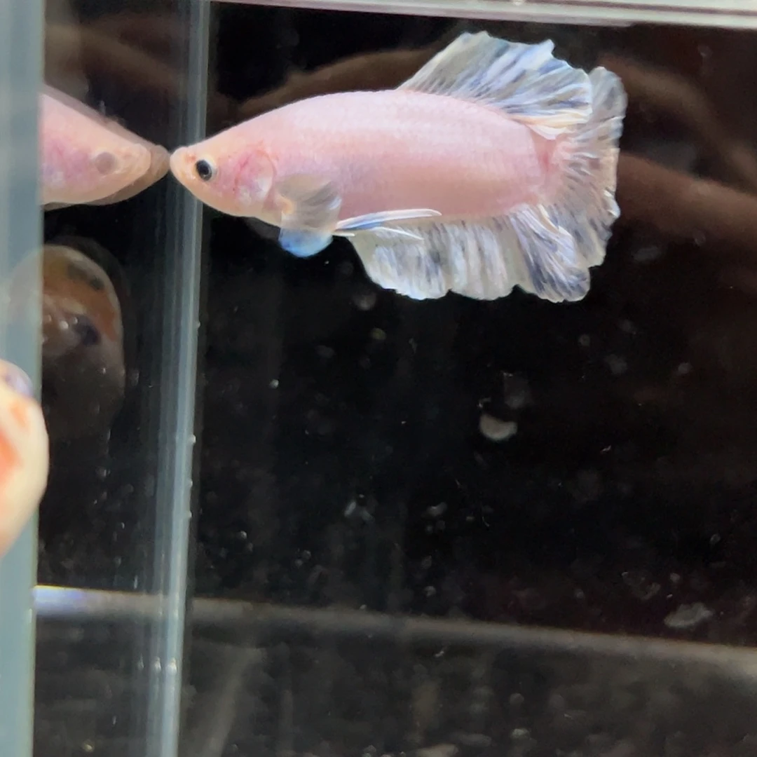 斗鱼32号粉蓝色将军