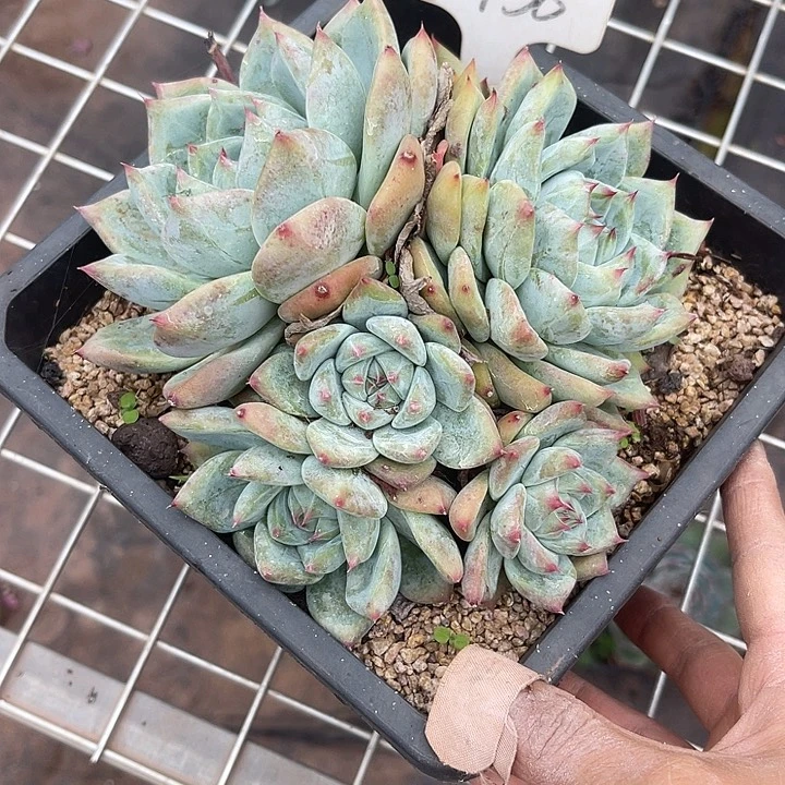 两单包邮，一物一拍白拉糖58