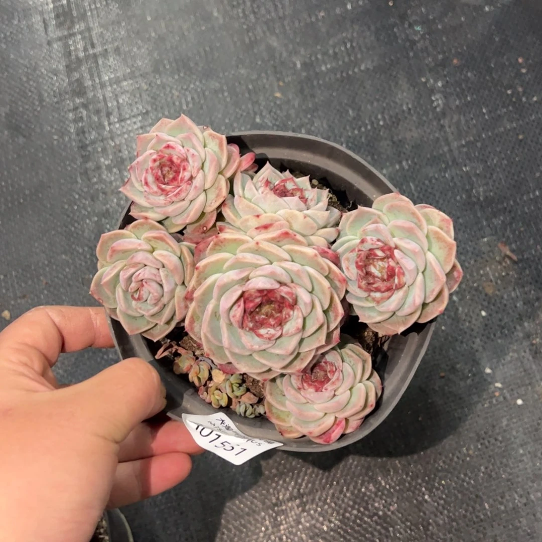 1551天鹅绒一物一拍