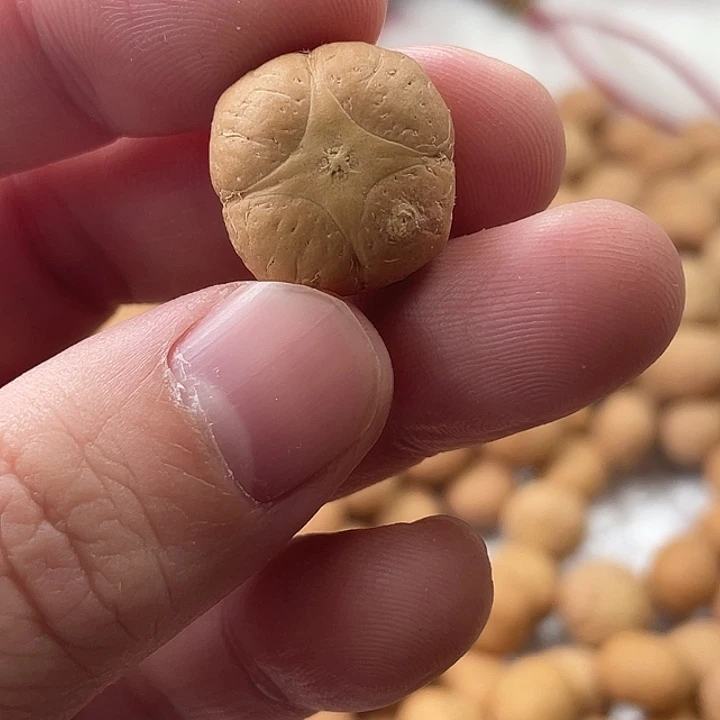 手串凤眼菩提尼泊尔小凤眼