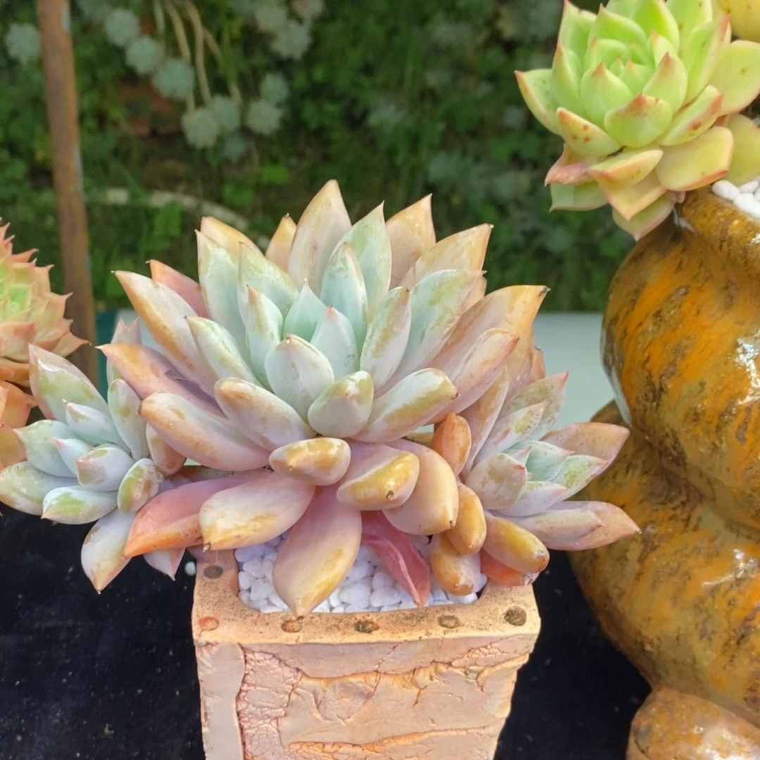 哥特杂多肉植物盆栽