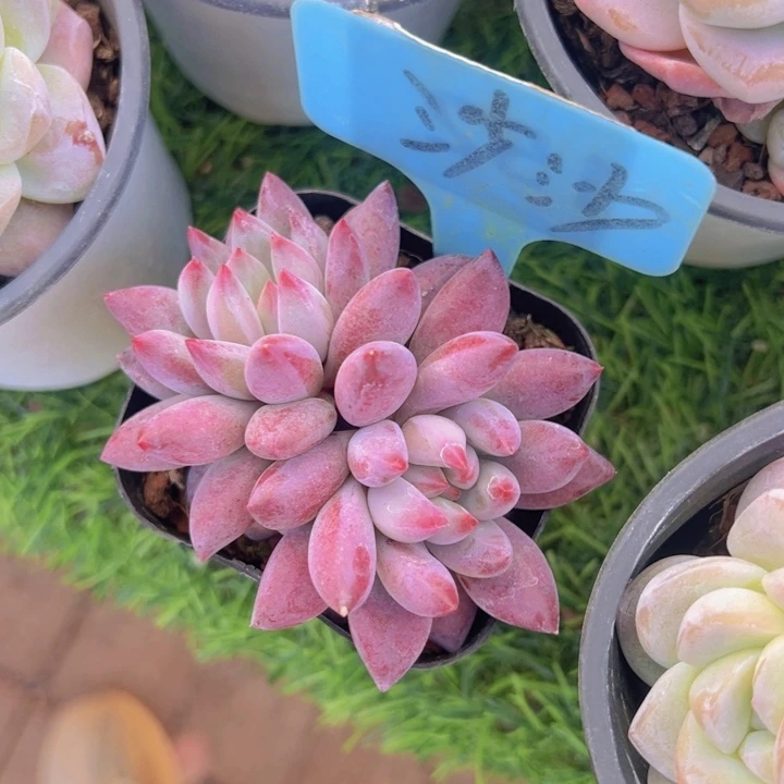 健健康康平平安安