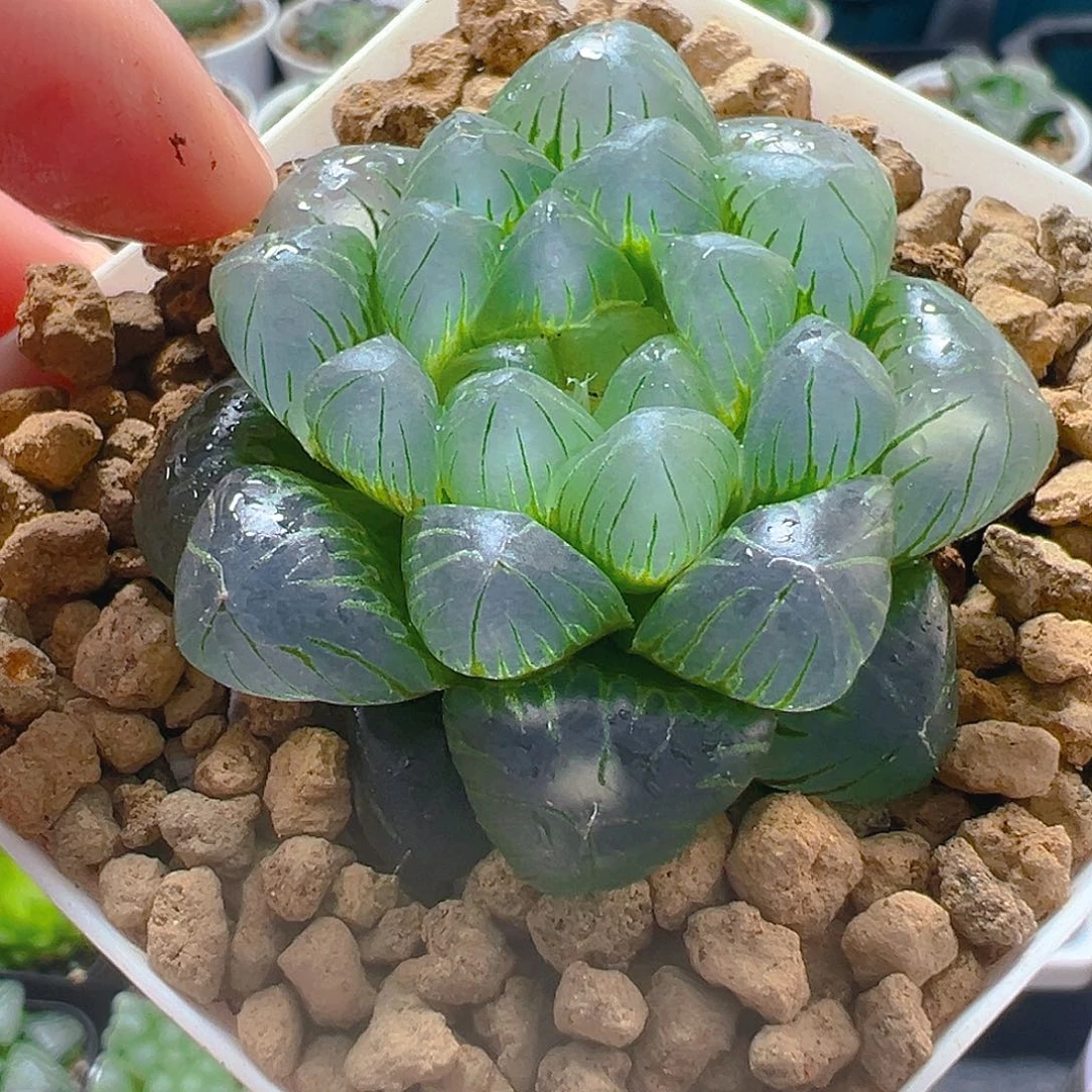 翠冰玉露多肉植物一颗