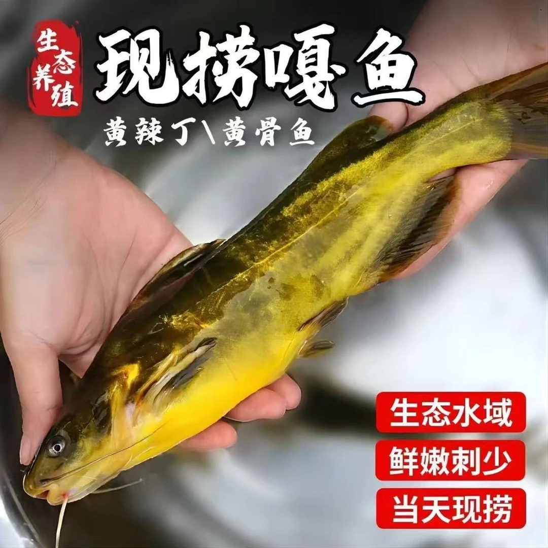 湖北新鲜野生黄骨鱼现捕现杀现发孕妇月子炖汤食材