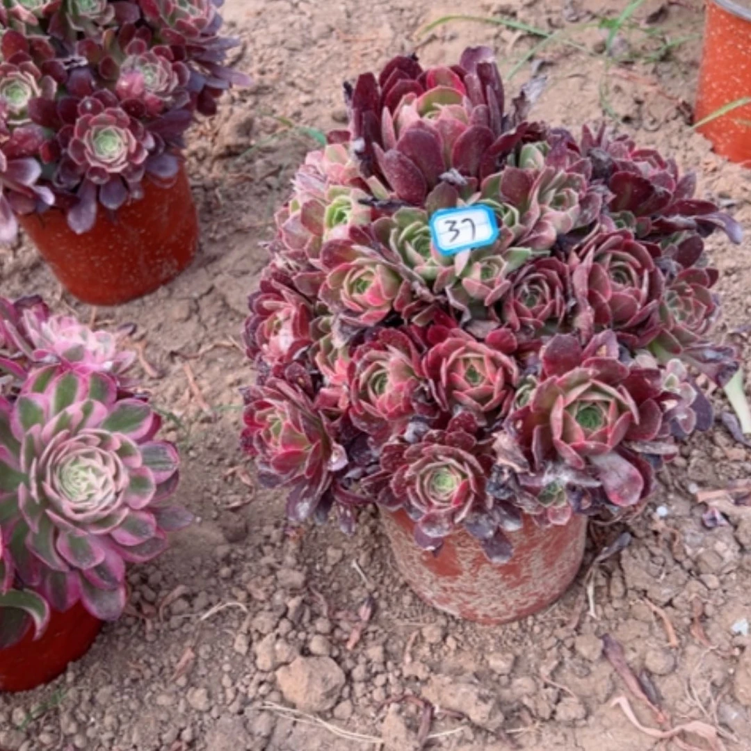 【闪购商品】l**澜多肉植物安娜37